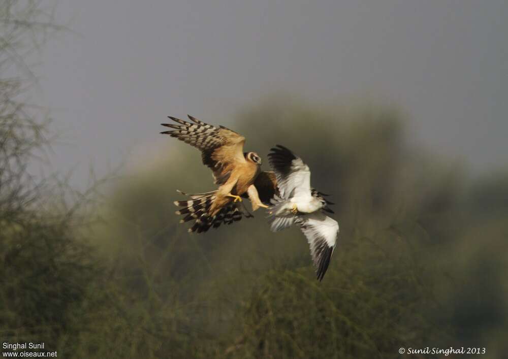 Pallid Harrier female Second year, fishing/hunting, Behaviour