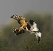 Pallid Harrier