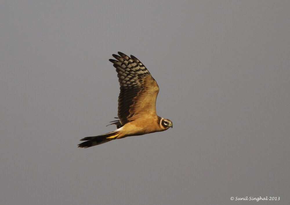 Pallid Harrier female, Flight