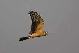 Pallid Harrier