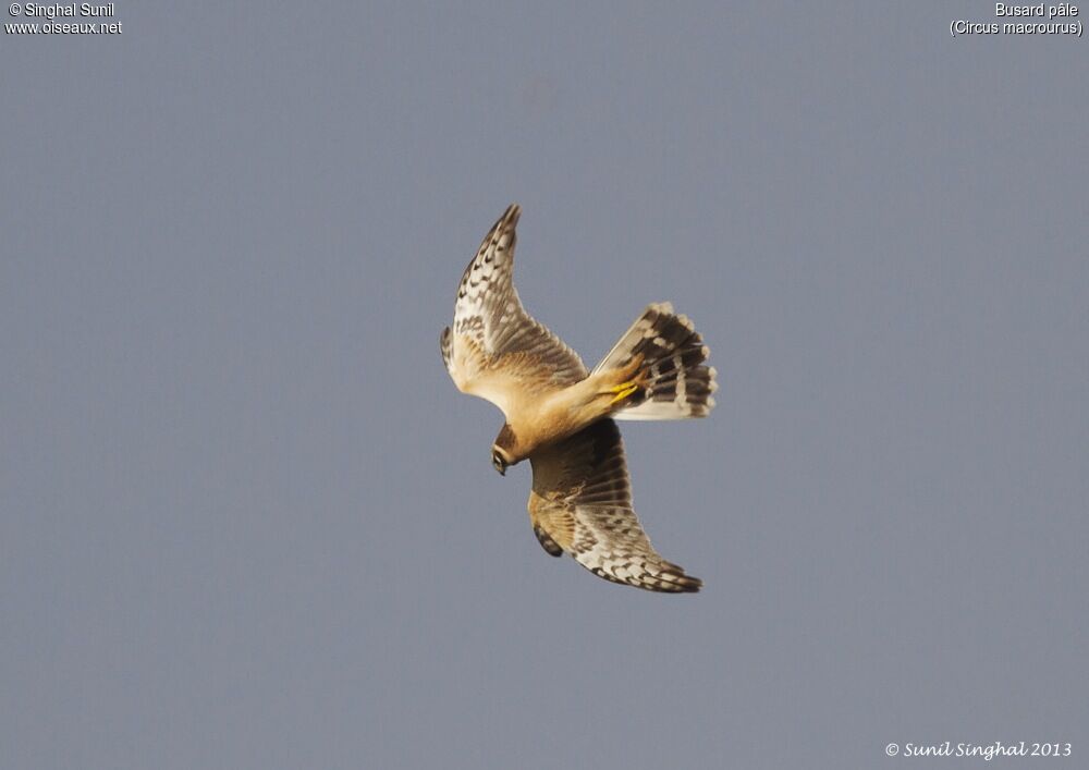 Pallid Harrier