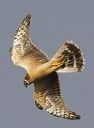 Pallid Harrier