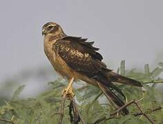 Pallid Harrier