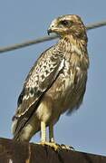 White-eyed Buzzard