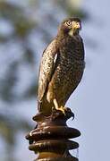 White-eyed Buzzard