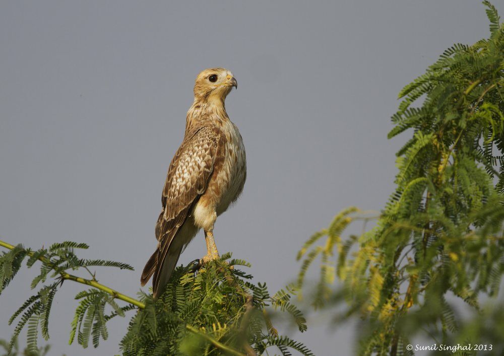 White-eyed Buzzardjuvenile, identification