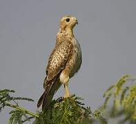 White-eyed Buzzard