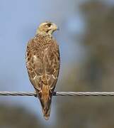 White-eyed Buzzard