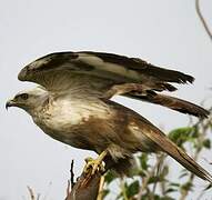 Long-legged Buzzard