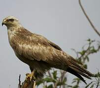 Long-legged Buzzard