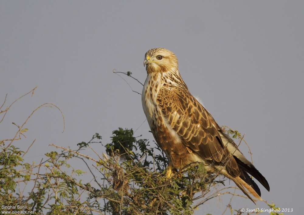 Long-legged Buzzardsubadult, identification