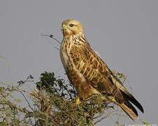 Long-legged Buzzard