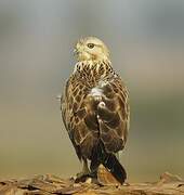 Long-legged Buzzard