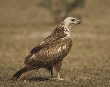 Long-legged Buzzard