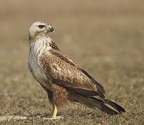 Long-legged Buzzard