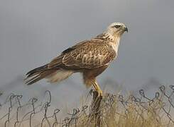 Long-legged Buzzard