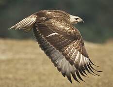 Long-legged Buzzard