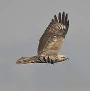 Long-legged Buzzard