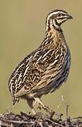 Rain Quail