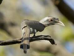 Indian Grey Hornbill