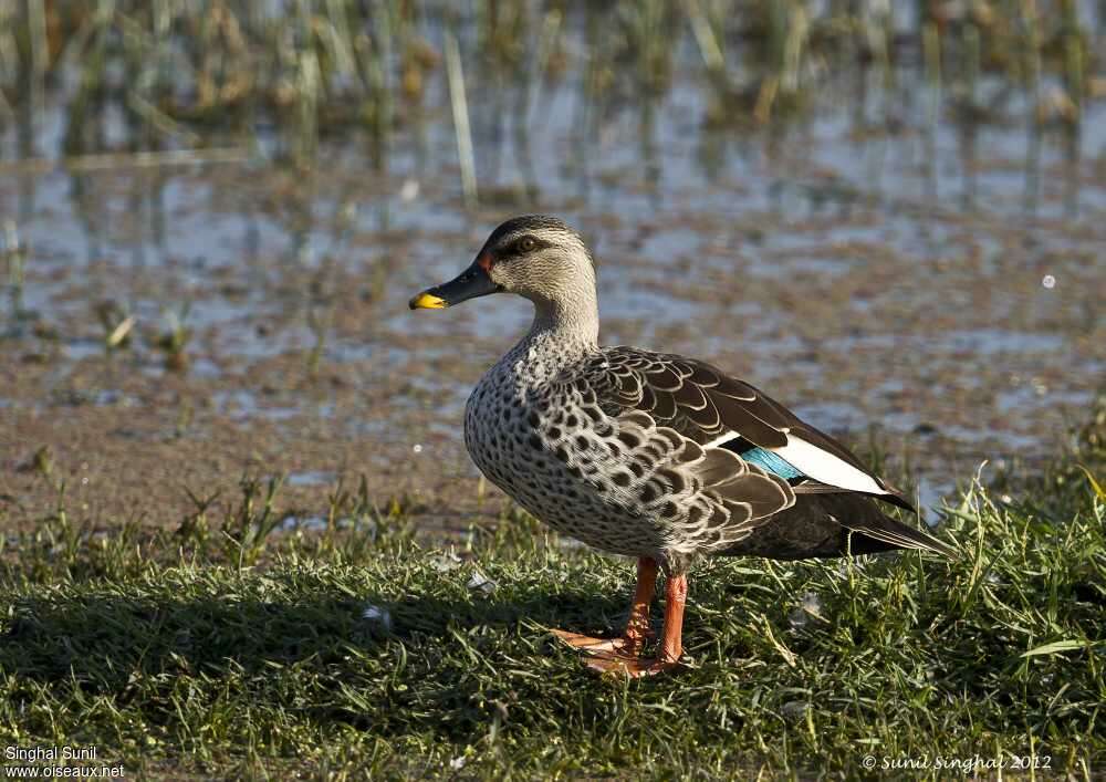 Canard à bec tacheté mâle adulte, identification