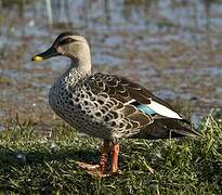 Canard à bec tacheté