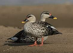 Canard à bec tacheté