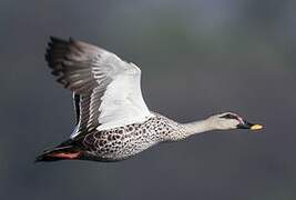 Indian Spot-billed Duck