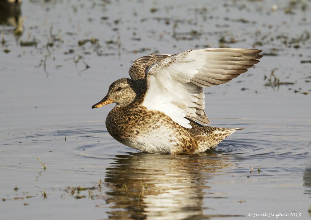 Canard chipeau