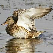 Gadwall