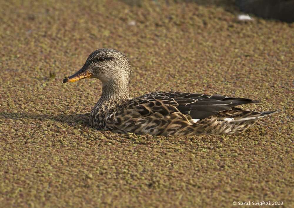 Gadwall