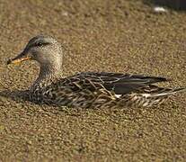 Gadwall