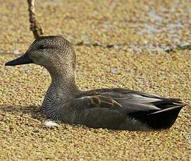 Canard chipeau