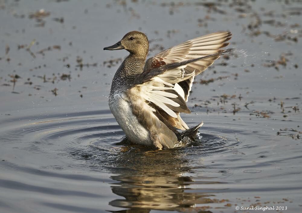 Canard chipeau