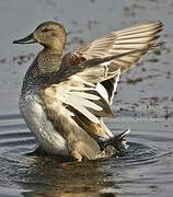 Gadwall