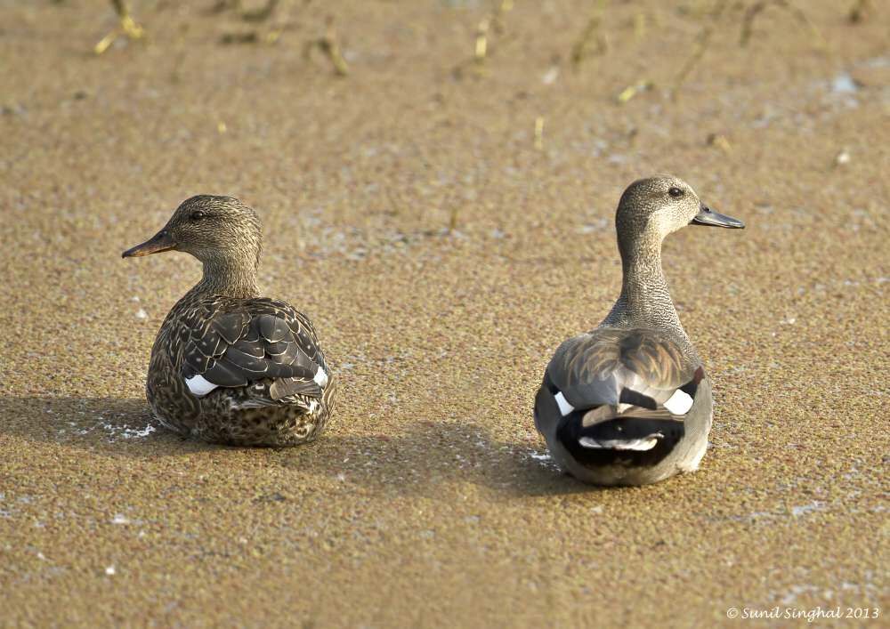 Gadwall