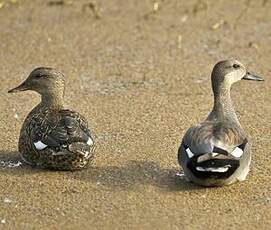 Canard chipeau