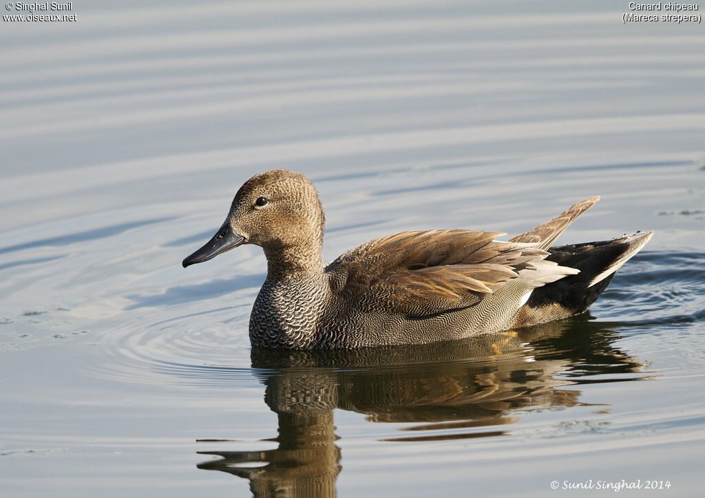 Canard chipeau mâle adulte, identification