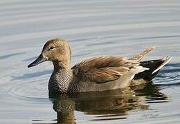 Gadwall