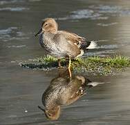 Canard chipeau