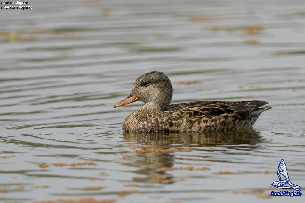 Gadwall