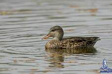 Canard chipeau