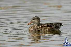 Canard chipeau