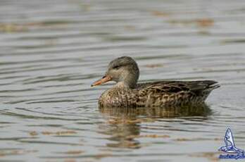 Canard chipeau