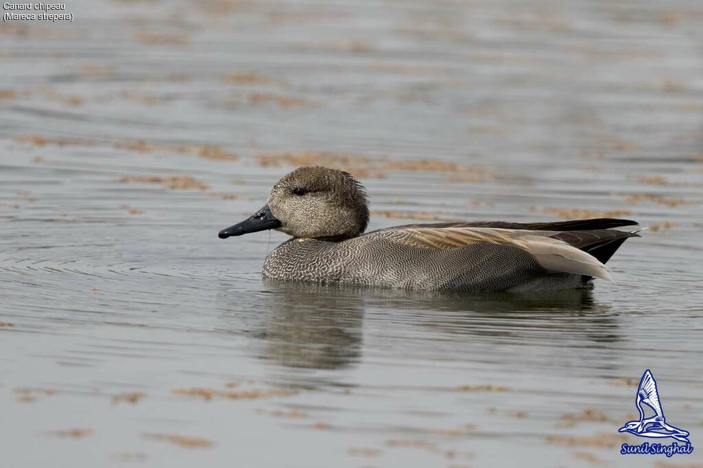 Gadwall male, identification, close-up portrait, swimming, Behaviour