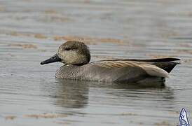 Gadwall