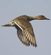 Northern Pintail