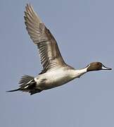 Northern Pintail