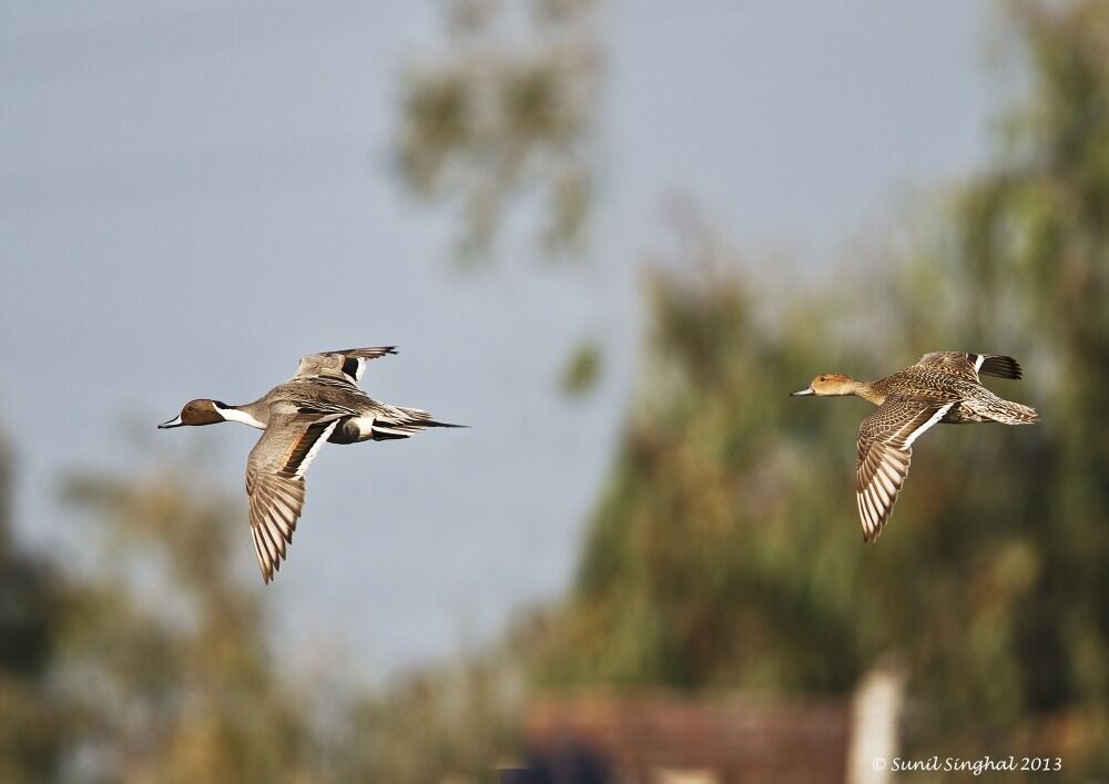 Canard pilet