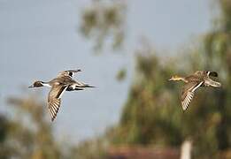Canard pilet